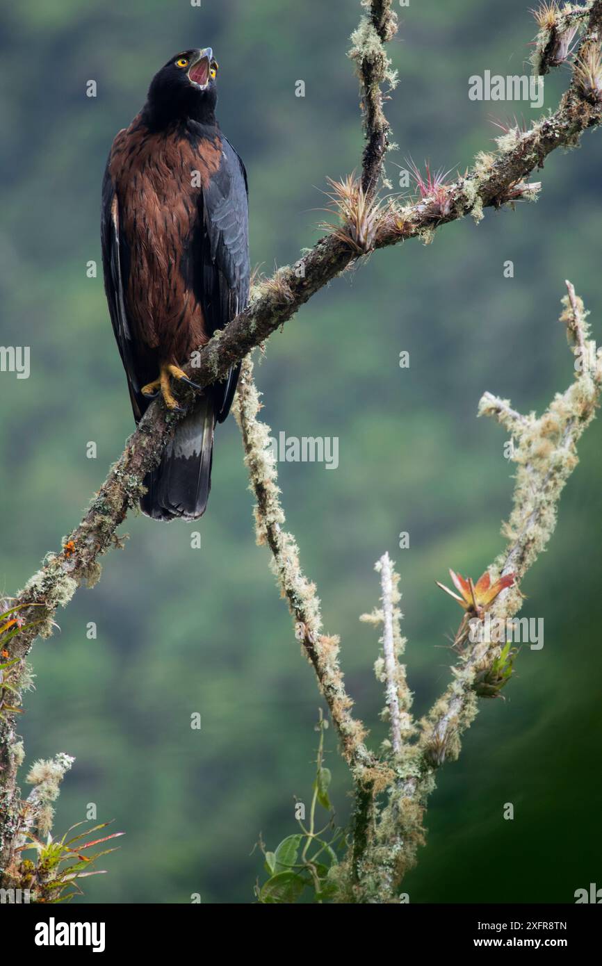 Schwarzer und Kastanienadler (Spizaetus isidori), der auf dem Ast thront, Baeza, Napo, Ecuador. Stockfoto