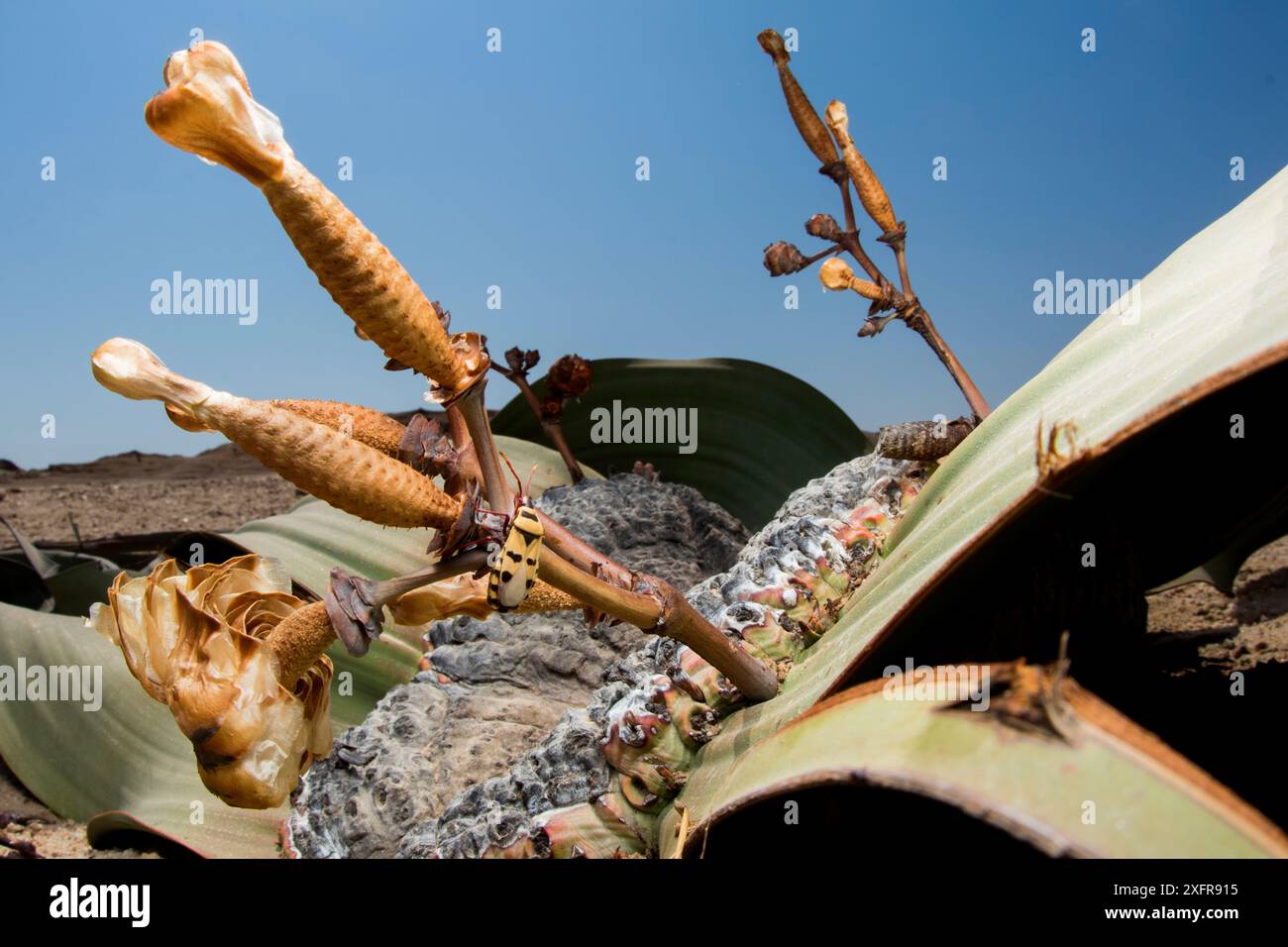 Welwitschia True Bug (Probergrothius angolensis) an weiblichen Welwitschia / baumtumbo (Welwitschia mirabilis) mit Kegeln, Swakopmund, Erongo, Namibia. Stockfoto