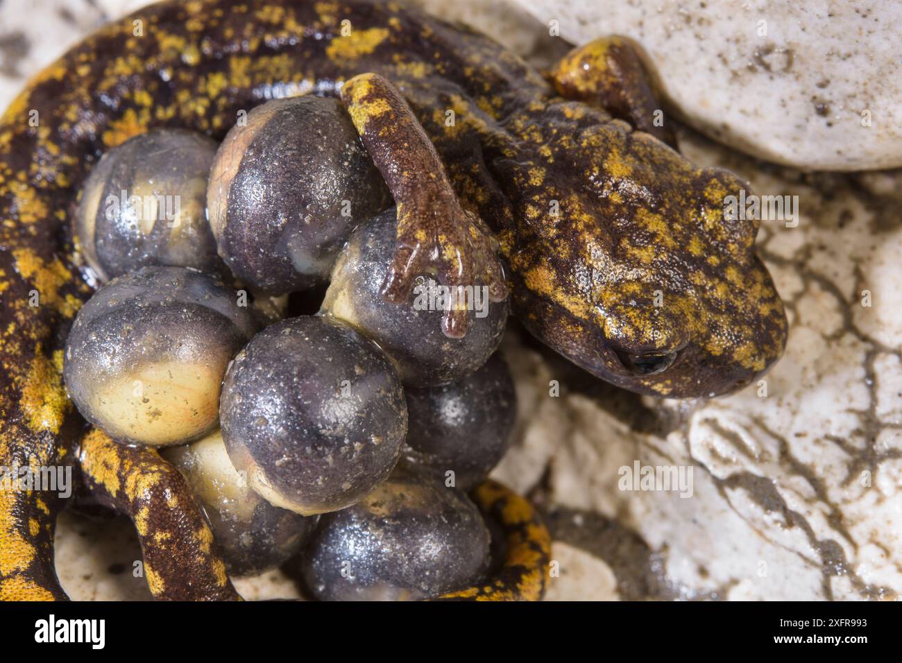 Strinatii's Höhlensalamander (Speleomantes strinatii) Weibchen schützt ihre Eier während der Entwicklung. Kontrollierte Bedingungen. Genua, Italien Stockfoto