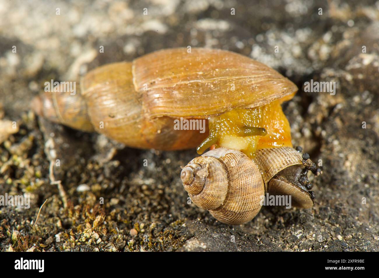 Fleischfressende Schnecke (Poiretia dilatata), erwachsene Individuen essen eine andere Schnecke (Pomatias elegans), Murgia Materana Park, Italien. Stockfoto