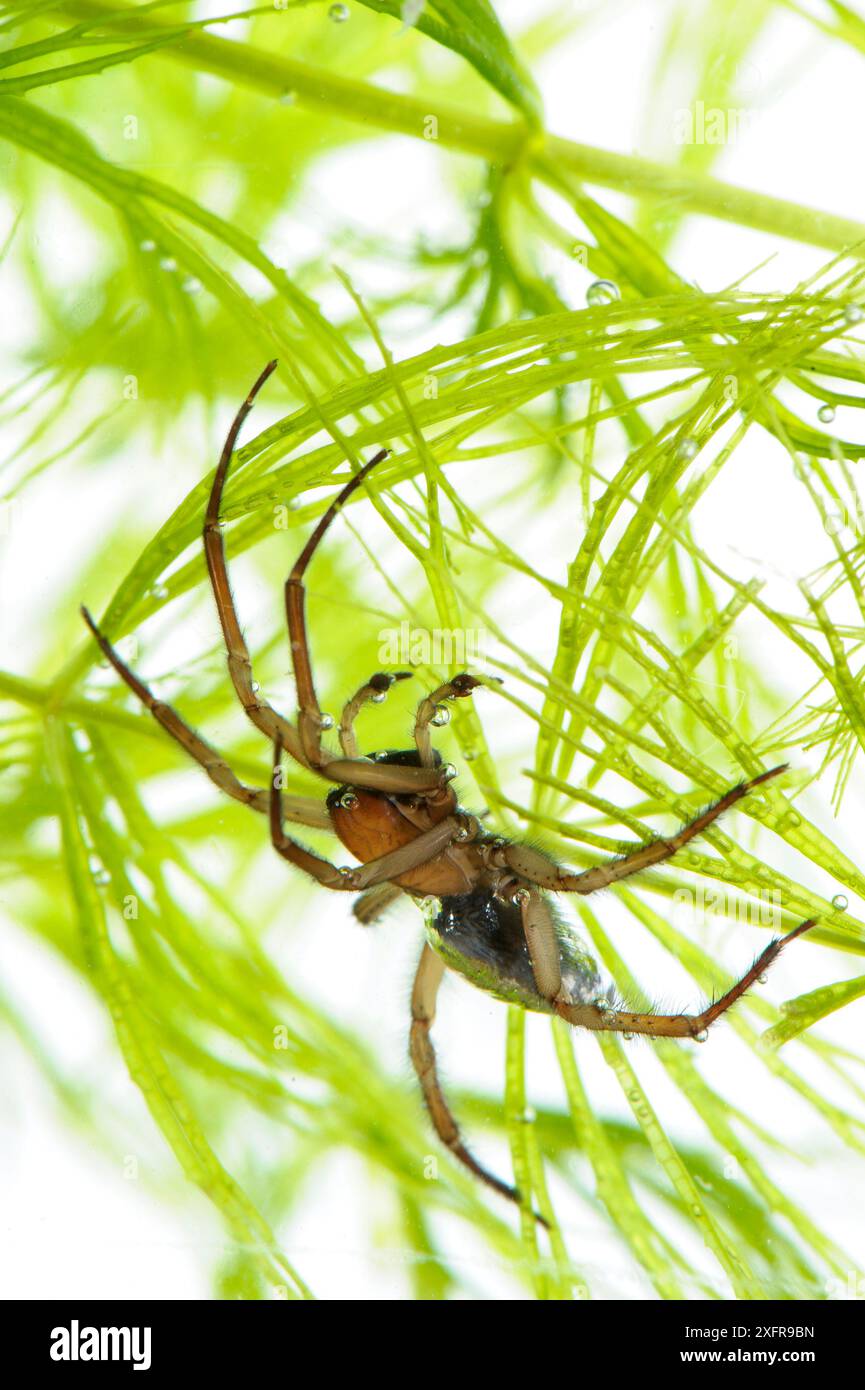 Glockenspinne (Argyroneta aquatica), Italien, Februar. Stockfoto