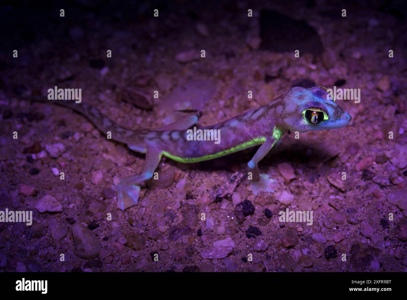 Palmatierter Gecko (Pachydactylus rangei) mit fluoreszierenden Körperbereichen bei Beleuchtung durch UV-Fackel, Namibia Stockfoto