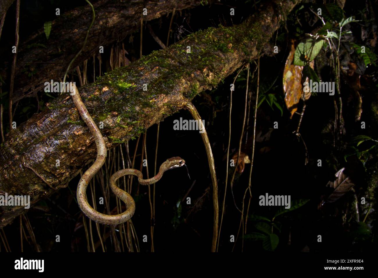 Blunthead Schneckenschlange (Aplopeltura boa) Mulu National Park, Sabah, Borneo Stockfoto