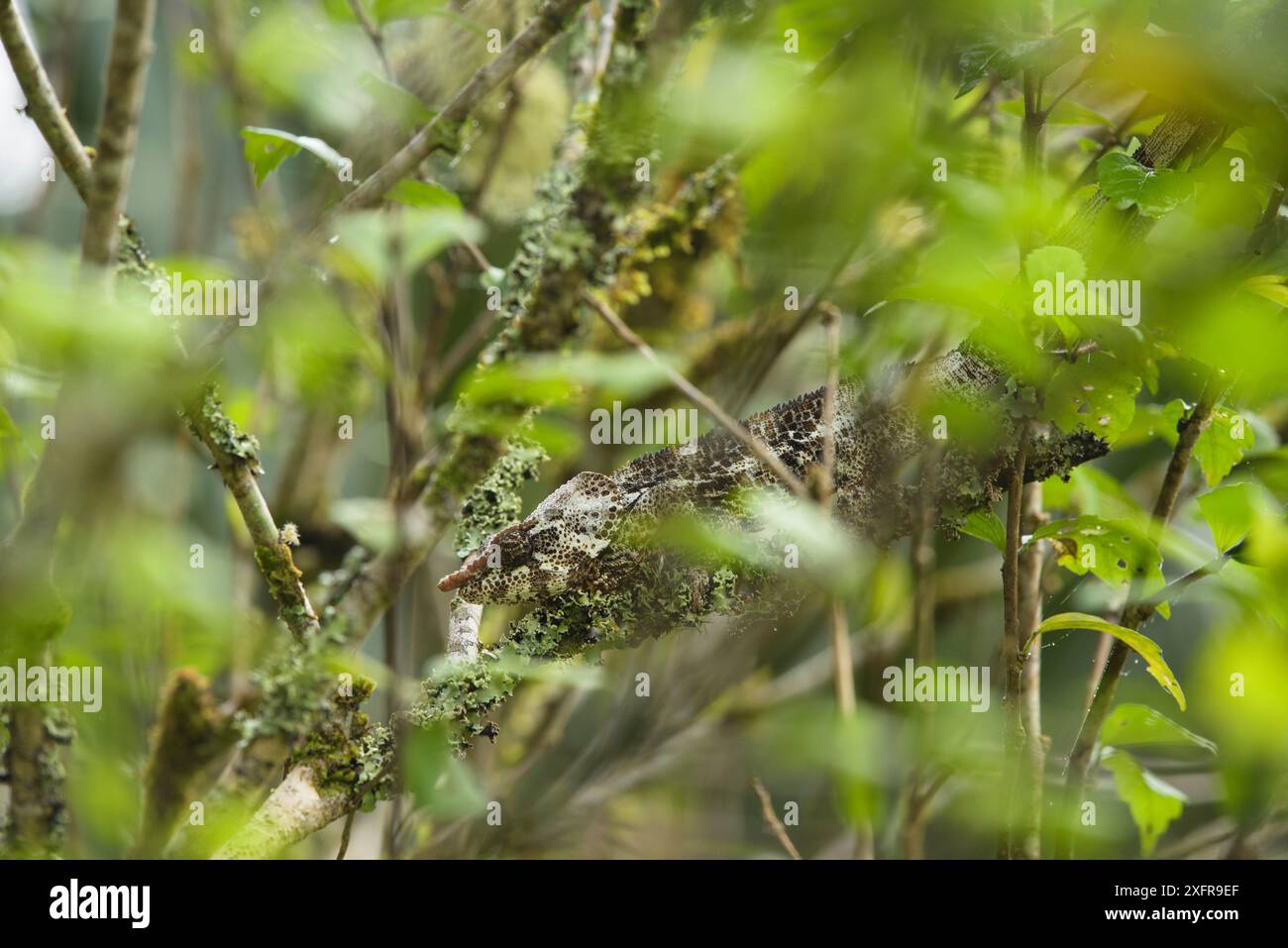 Kurzhornendes Chamäleon (Calumma brevicorne) Andasibe, Madagaskar. Stockfoto