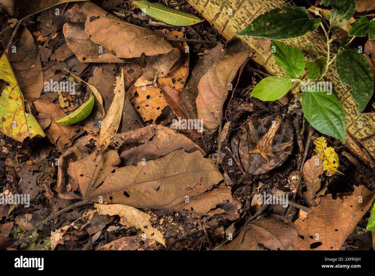 Peruanischer gehörnter Frosch (Ceratophrys cornuta) getarnt in Blattstreu, Peru Stockfoto