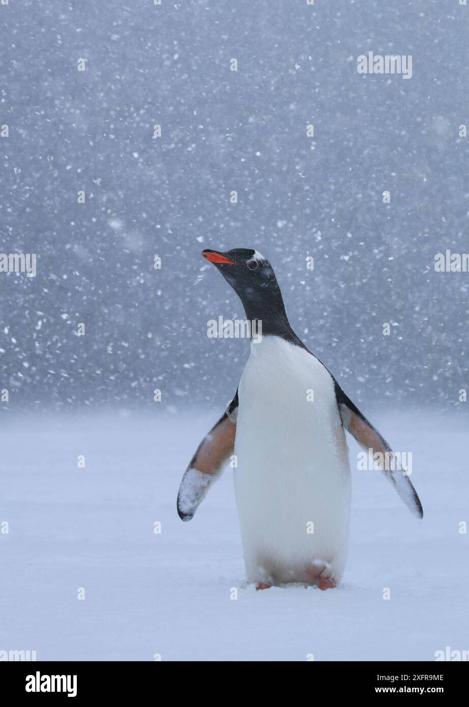 Gentoo Pinguin (Pygoscelis papua) im Schneesturm, Antarktis Stockfoto