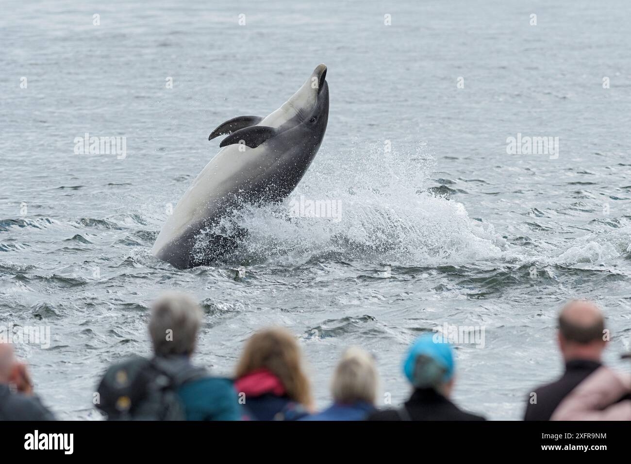 Menschen beobachten den Großen Tümmler (Tursiops truncatus) beim Spielen im Wasser vom Strand, Chanonry Point, Moray Firth, Highlands, Schottland. August. Stockfoto