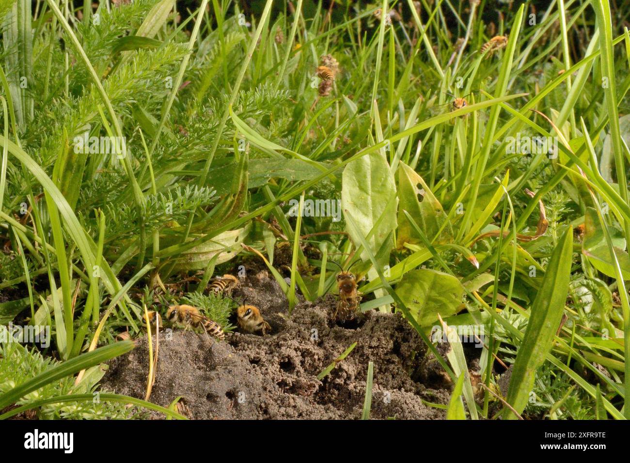 Efeubiene (Colletes hederae) Männchen, die über einem grasbewachsenen Hang patrouillieren, wo während der Herbstpaarungszeit Weibchen aus Höhlen auftauchen, Wiltshire, Großbritannien, September. Stockfoto