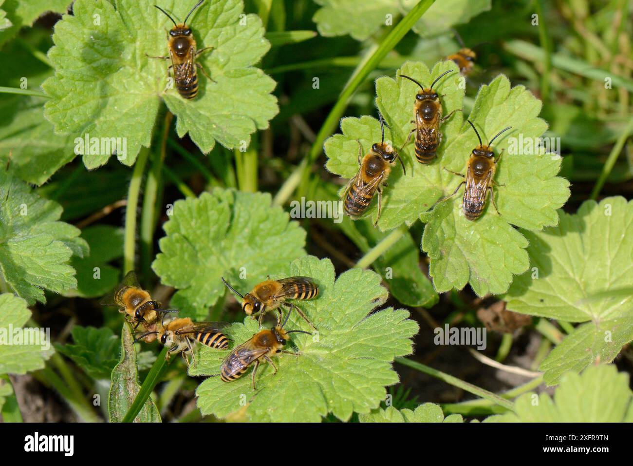 Ivy-Biene (Colletes hederae) Männchen, neu aus Höhlen in einem grasbewachsenen Ufer, warten auf Weibchen, Wiltshire, Großbritannien, September. Stockfoto