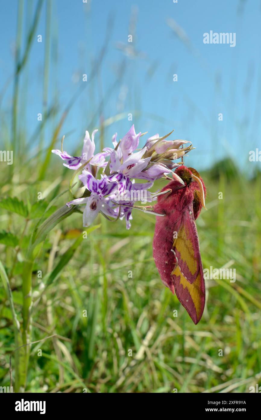 Kleine Elefantenfaltenmotte (Deilephila porcellus) auf gemeine Fleckorchidee (Dactylorhiza fuchsii) Wiltshire, UK, Mai. Stockfoto