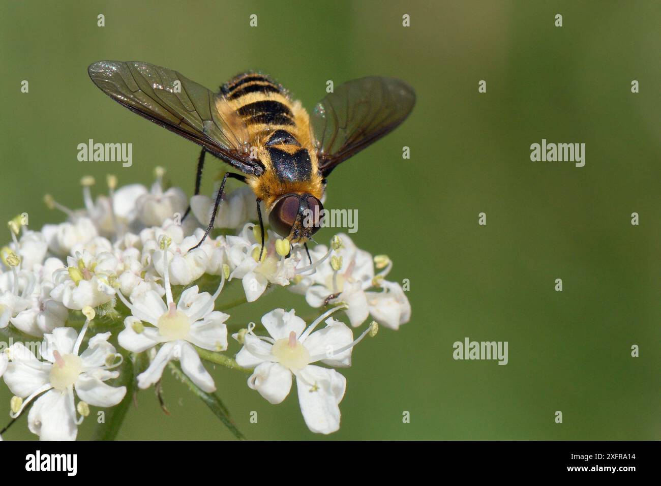 Downland Villa Bienenfliege (Villa cingulata) Fütterung von gewöhnlichen Hogweed (Heracleum sphondylium) Blumen, Wiltshire, Großbritannien, Juli, lokal bedrohte Arten. Stockfoto
