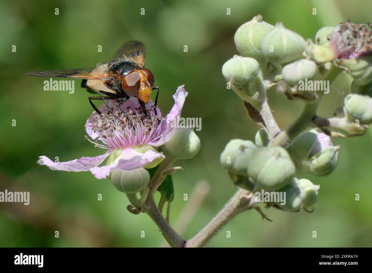 Große / große rattenschwebfliege (Volucella pellucens) Weibchen, die eine Bramble (Rubus fruticosus)-Blüte füttern, Wiltshire, Großbritannien, Juli. Stockfoto