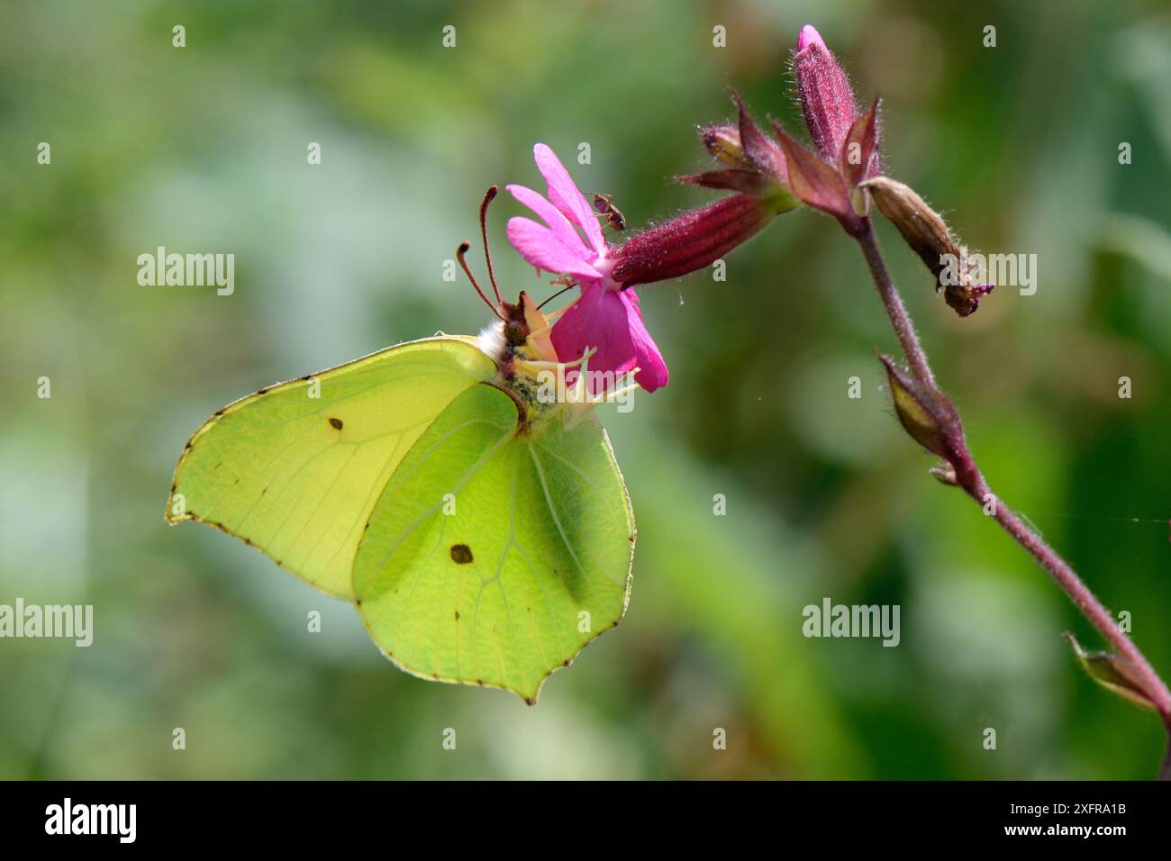Schwefel-Schmetterling (Gonepteryx rhamni), der eine rote campion-Blume (Silene dioica) in einer Waldlichtung, Wiltshire, Großbritannien, im Juli ernährt. Stockfoto