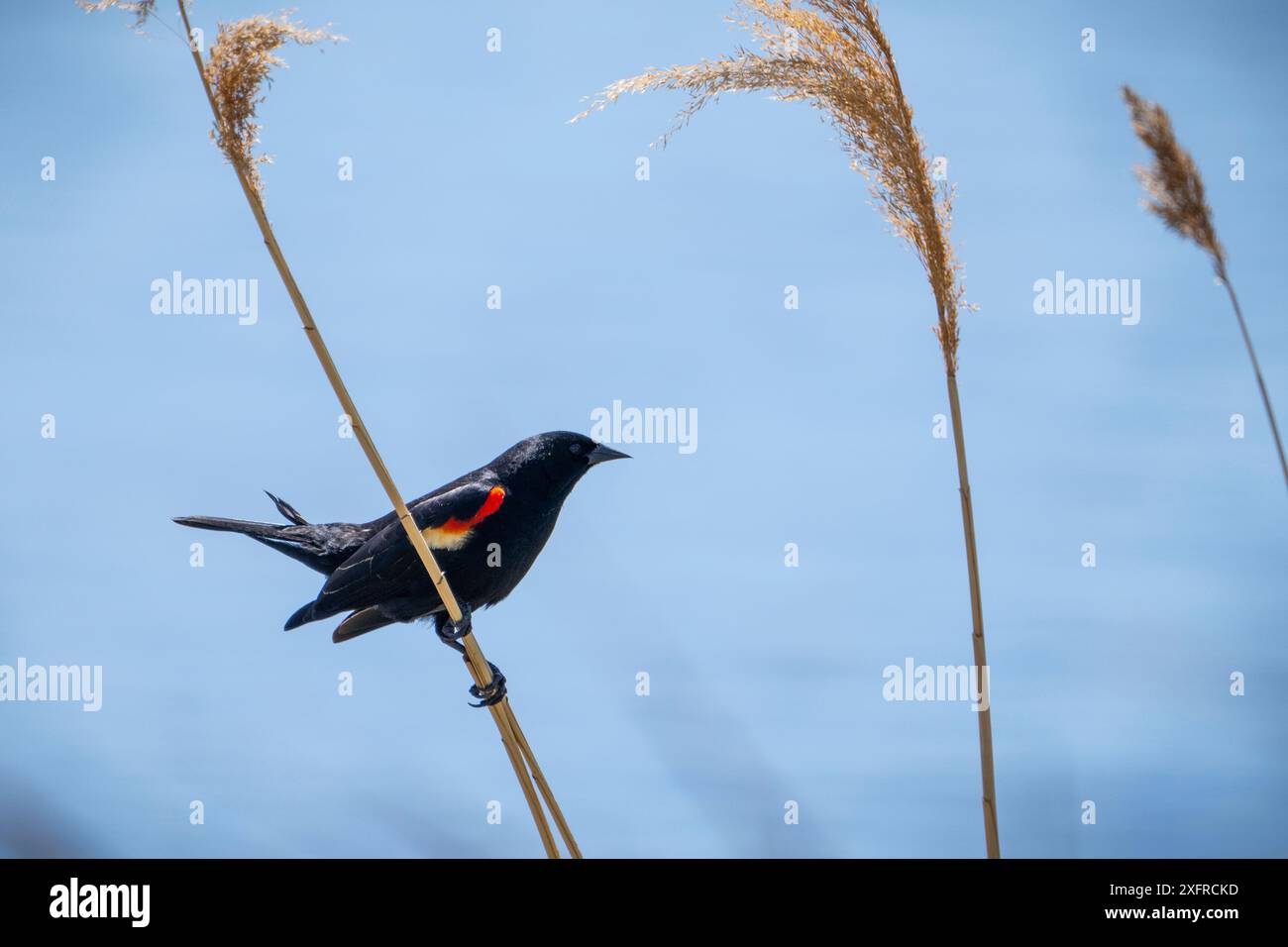 Ein männlicher roter geflügelter Amsel, der in einem Sumpf sitzt Stockfoto