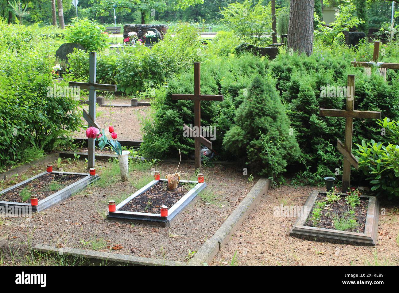 Drei russisch-orthodoxe christliche Kreuze zwischen grünen Pflanzen auf dem Friedhof von Ogre, Lettland Stockfoto