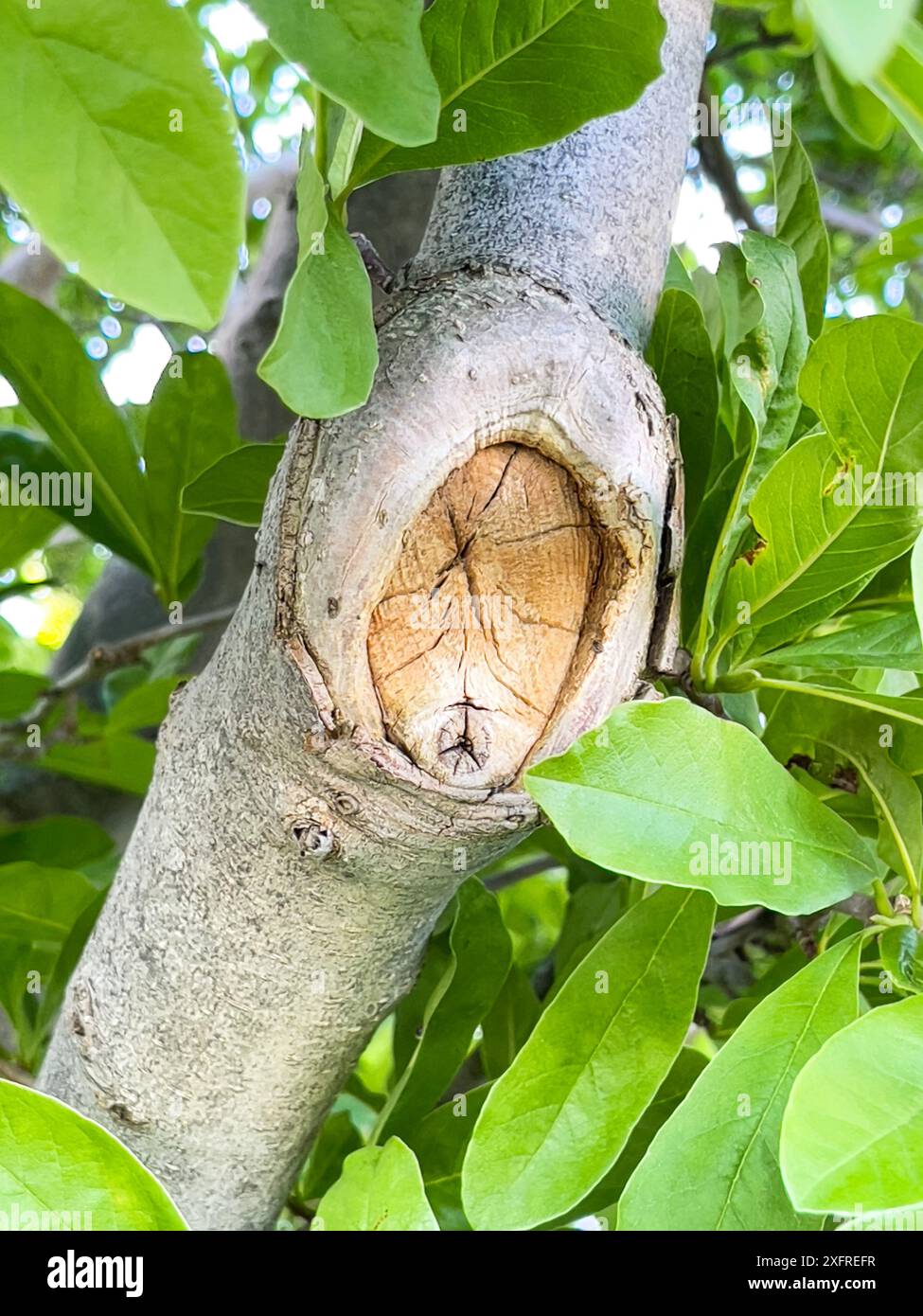 Nahaufnahme eines Baumzweigs mit einem markanten Knauf, umgeben von leuchtend grünen Blättern. Stockfoto