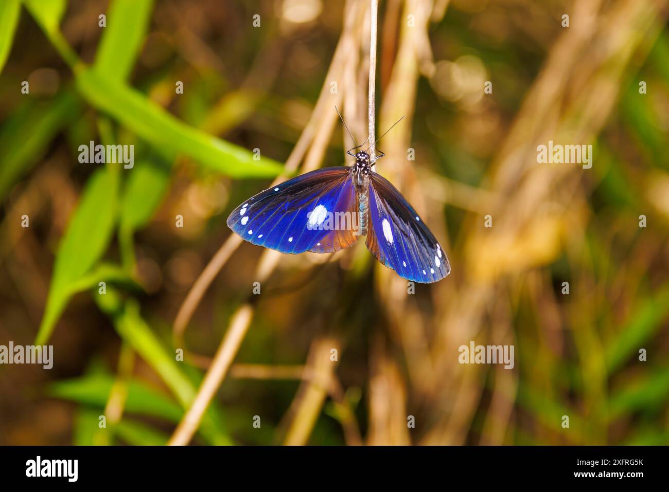 Der blaubändige Schmetterling oder der blaubändige Königskrähen-Schmetterling Euploea eunice auf einem Stock auf Guam, Mikronesien, Nördlichen Marianen, US-Territorium, Stockfoto