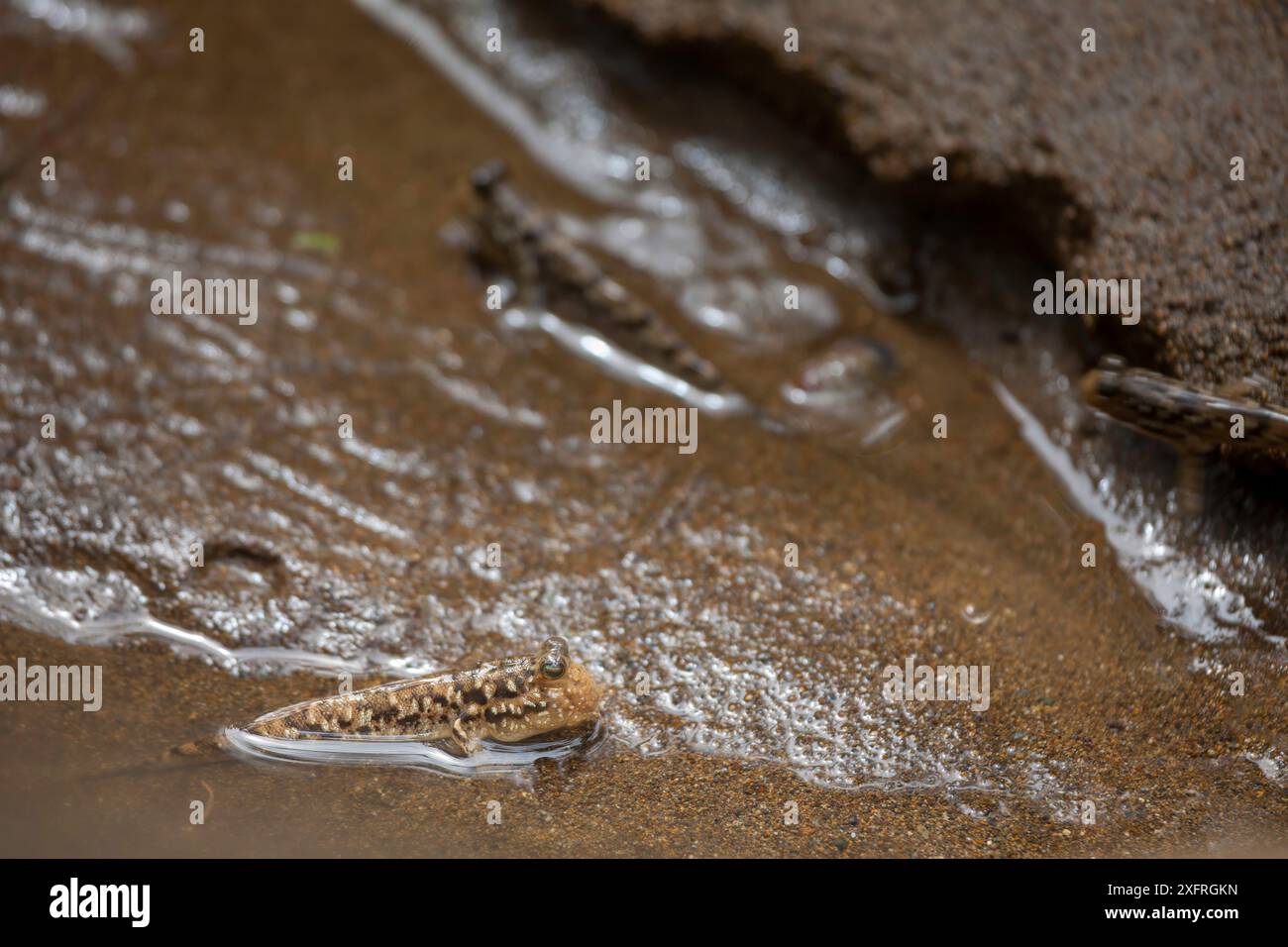 Der vergitterte Schlammskipper Periophthalmus argentilineatus ist auch als silbergesäumter Schlammskipper bekannt. Sie kommen in Meerwasser, frisch- und Brackwasser vor Stockfoto