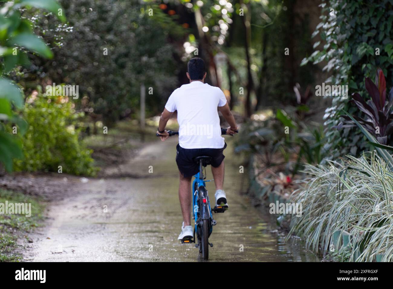 Medellin, Kolumbien, verändert seine städtische Landschaft durch die Einführung grüner Korridore, einer Pionierinitiative zur Bekämpfung des Hitzeinseln-Effekts der Stadt und zur Verbesserung der Luftqualität. Diese Korridore, die die Hauptstraßen und Straßen mit üppigen Bäumen, Sträuchern und Pflanzen säumen, mildern nicht nur die städtische Hitze, sondern bieten den Bewohnern und Besuchern auch angenehmere, begehbare Bereiche. Durch die Integration der Natur in die Infrastruktur der Stadt setzen die grünen Korridore von Medellin im Juni neue Maßstäbe für eine nachhaltige Stadtentwicklung und verbessern die Lebensqualität der Bürger insgesamt Stockfoto