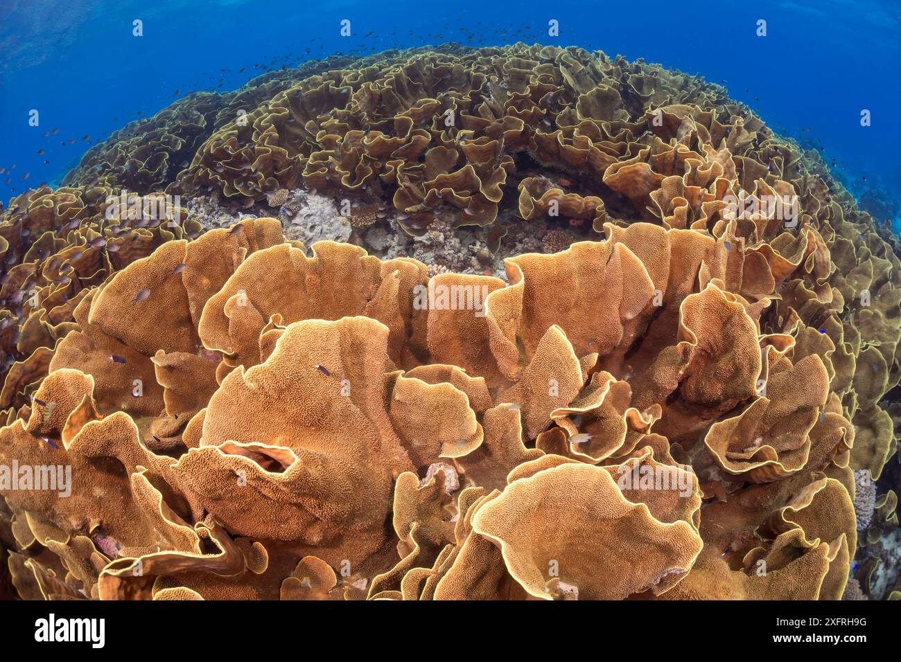 Dieser bedeutende Kolonie von lettuce Coral, Turbinaria sp. bildet einen großen Teil des Reef im flachen Wasser um so viel Tageslicht wie Po zu nutzen. Stockfoto