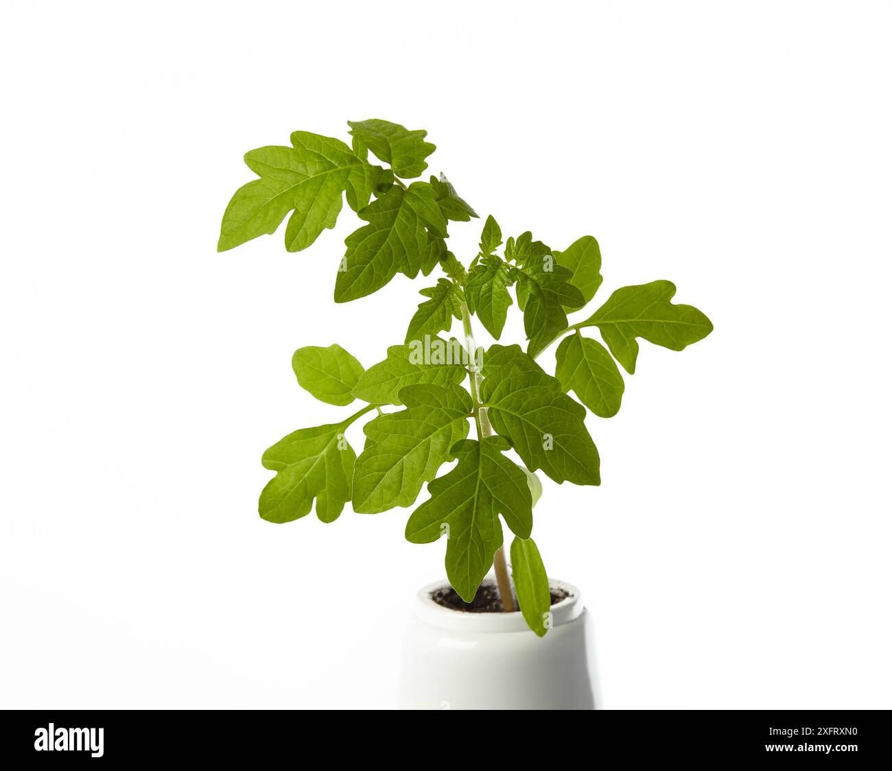 Junge Setzlinge von Tomaten im Topf isoliert auf weißem Hintergrund. Grüner Sämling frischer Tomaten-Pflanzen Stockfoto