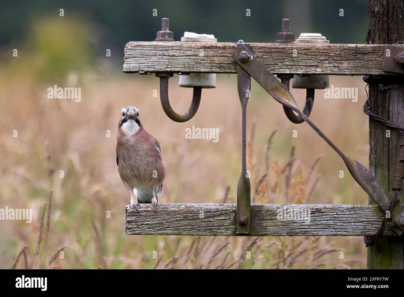 Auf einem alten Telegrafenmast steht ein Porträt eines jay. Der Stab ist heruntergefallen und befindet sich auf einer niedrigeren Ebene mit natürlichem Hintergrund Stockfoto
