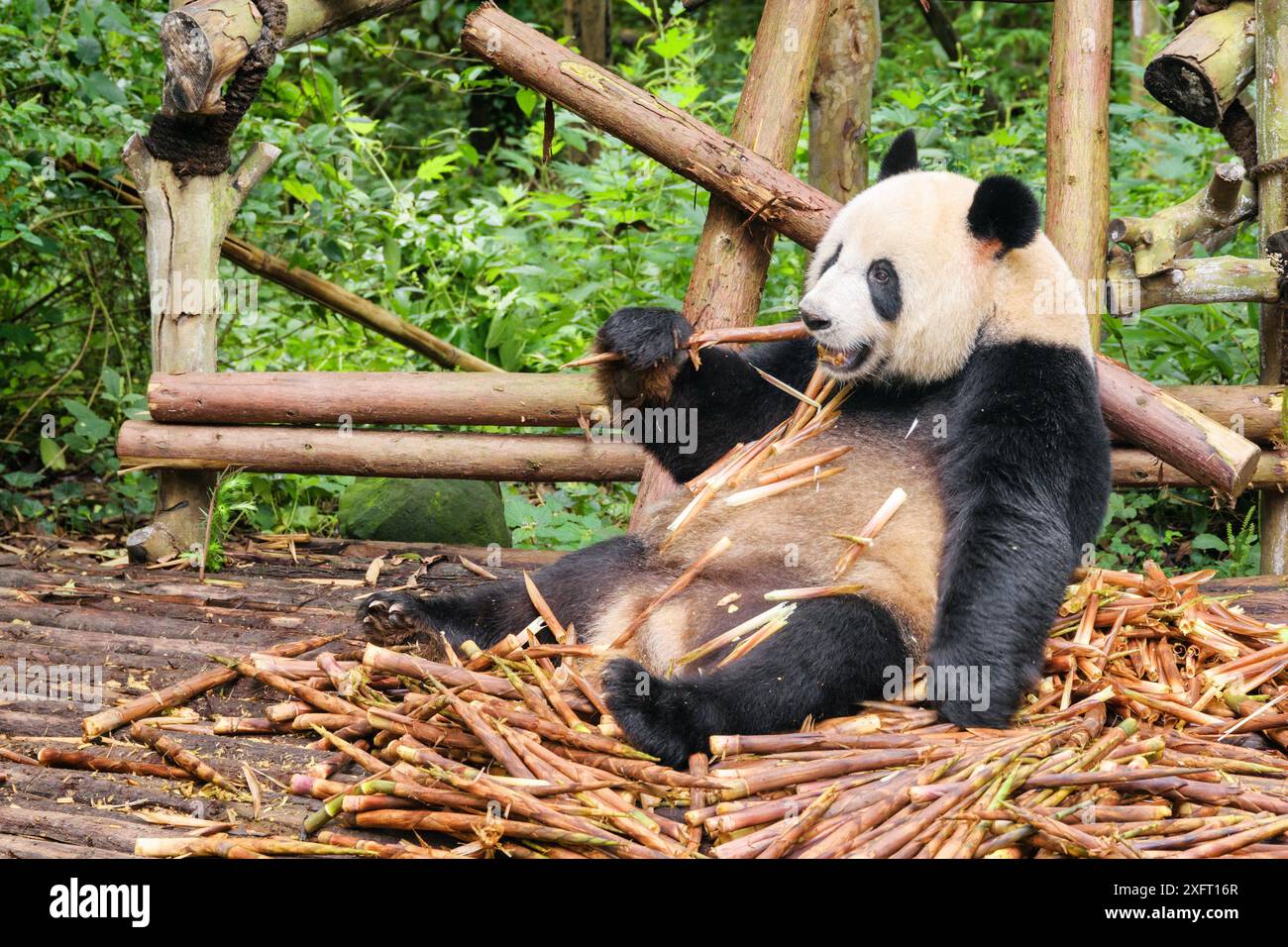 Lustiger riesiger Panda, der Bambus isst. Niedlicher Pandabr, der in einem  Haufen Bambussprossen zwischen grnen Wldern sitzt. Erstaunliches wildes  Tier im Wald Stockfotografie - Alamy