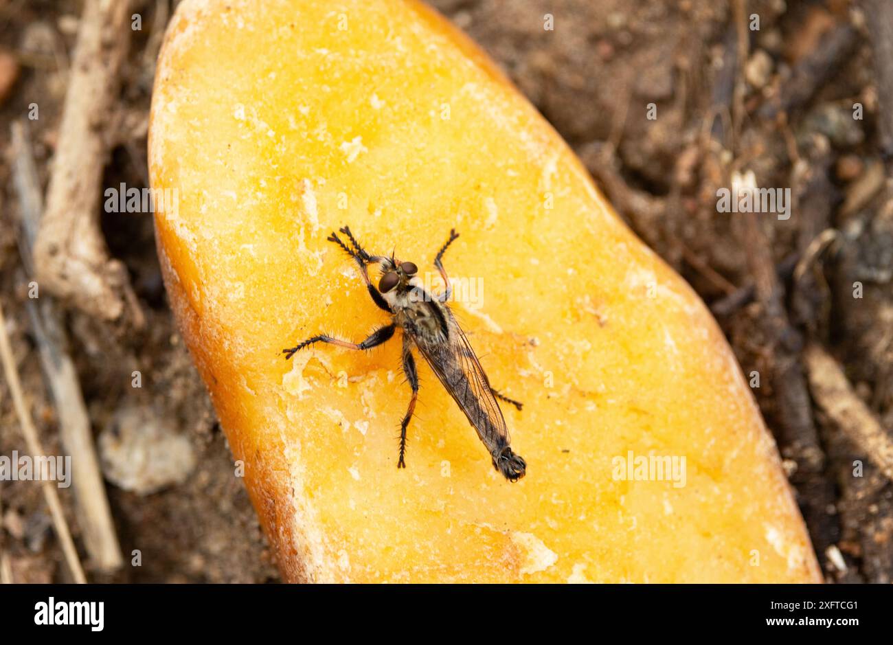 Der große Grasshopper-Räuber Fly verbringt viel Zeit auf dem Boden und ahmt kurzhörnige Heuschrecken nach, die seine Hauptbeute sind. Stockfoto