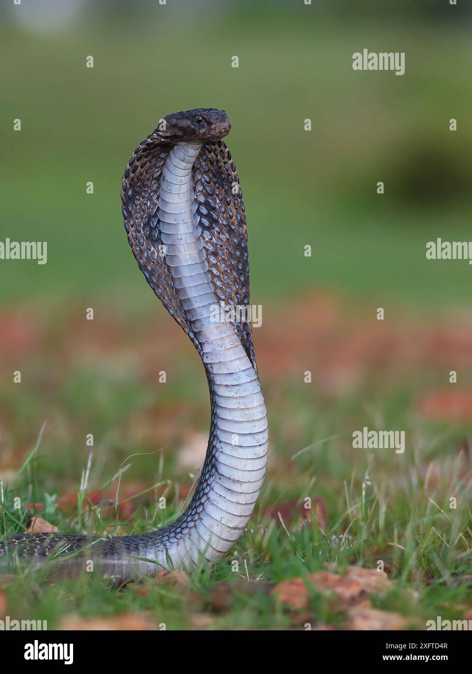Indische Cobra, Naja naja, Alapidae, Rajasthan, Indien, Asien Stockfoto