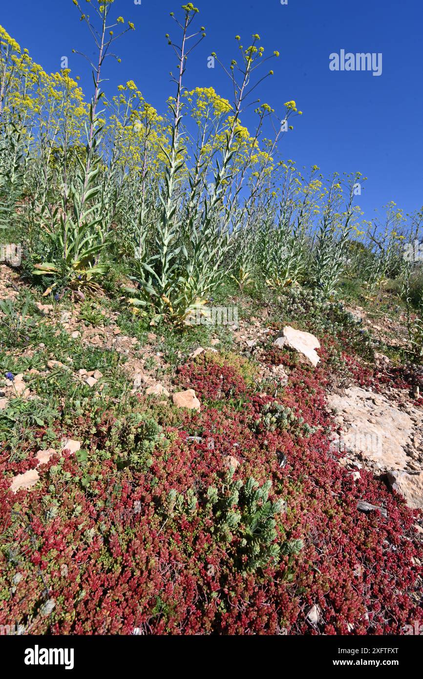 Bulbous Red Sukkulent Leaves of White Stonecrop, Sedum Album & Common Ragwort, Jacobaea vulgaris syn. Senecio jacobaea in Maquis S. Frankreich Stockfoto