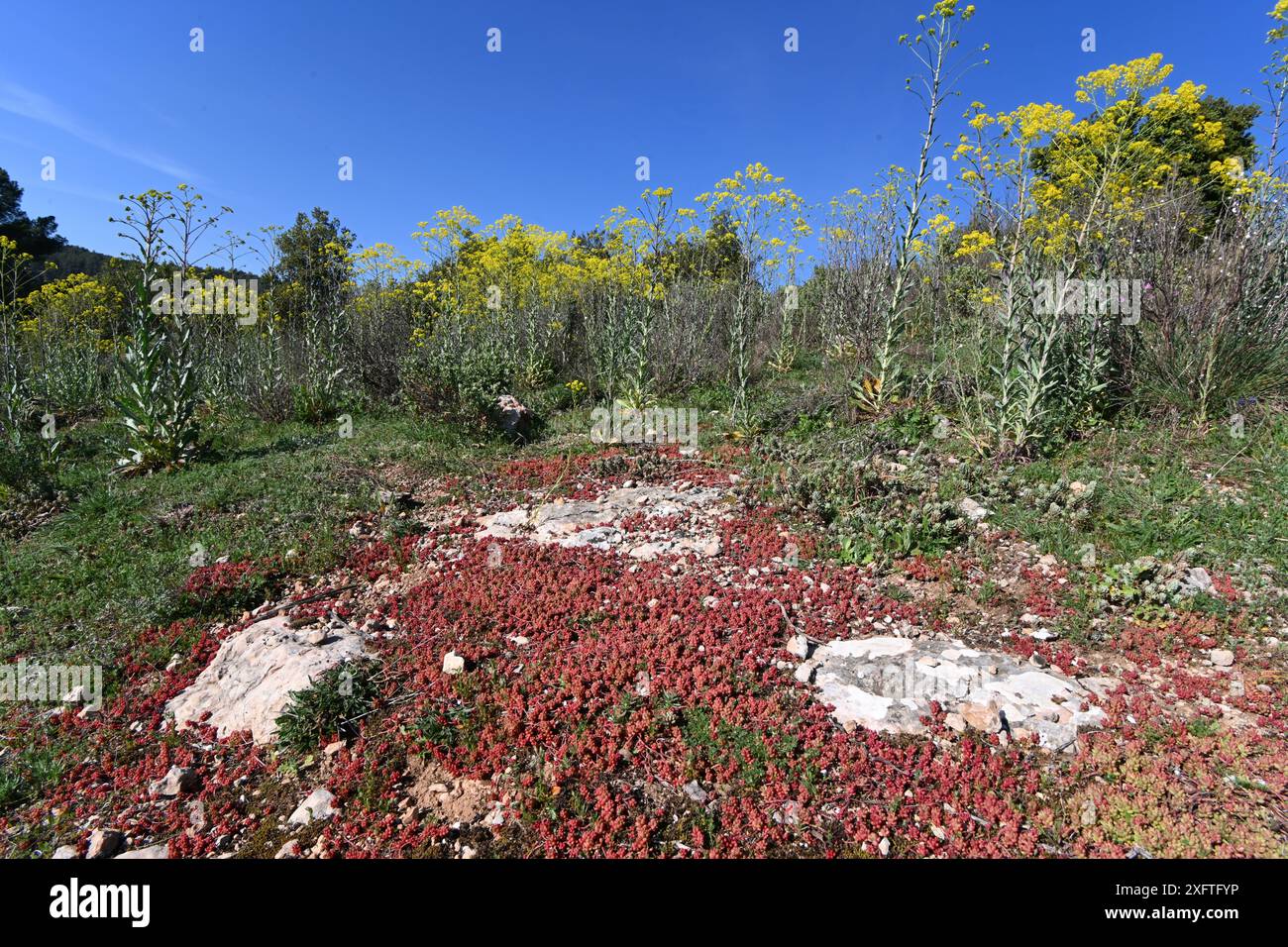 Bulbous Red Sukkulent Leaves of White Stonecrop, Sedum Album & Common Ragwort, Jacobaea vulgaris syn. Senecio jacobaea in Maquis S. Frankreich Stockfoto