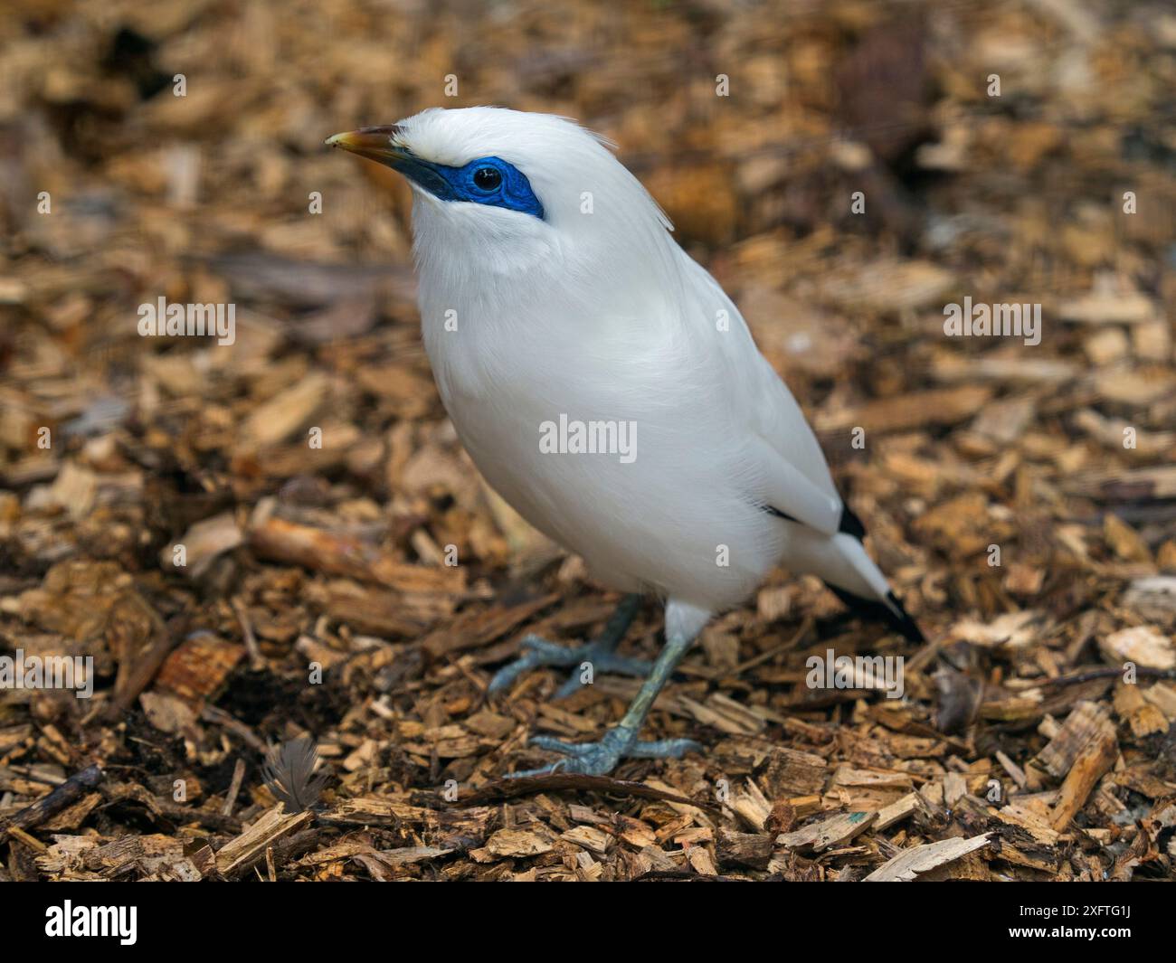 Rothschild's Mynah (Leucopsar rothschildi) Porträt, gefangen. Bedrohte Spezies, endemisch auf Bali. Stockfoto