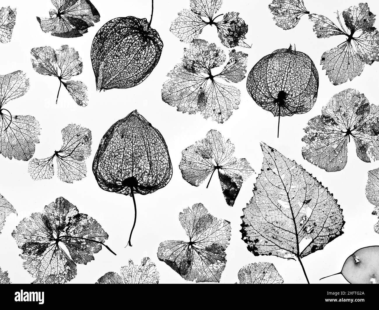 Chinesische Laternen (Physalis alkekengi), Hortensie-Blüten, Pappelblätter (Populus) und Ehrenskelette (Lunaria annua), Silhouetten auf weißem Hintergrund. Stockfoto