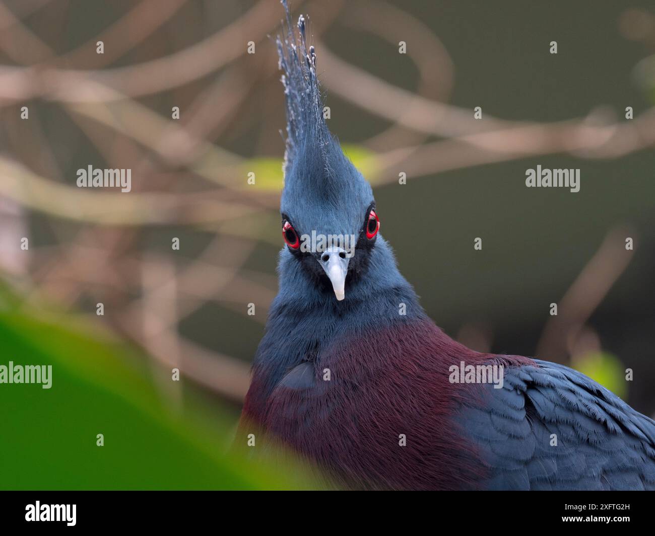 Victoria gekrönte Taube (Goura victoria) Porträt, Gefangener. Stockfoto