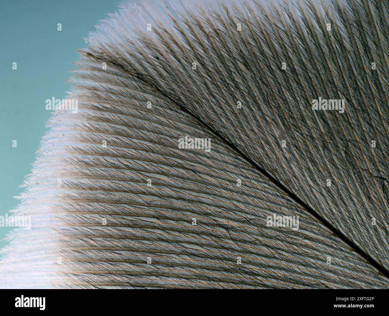 Bussard (Buteo buteo) sekundäre Flügelfeder Nahaufnahme. Stockfoto