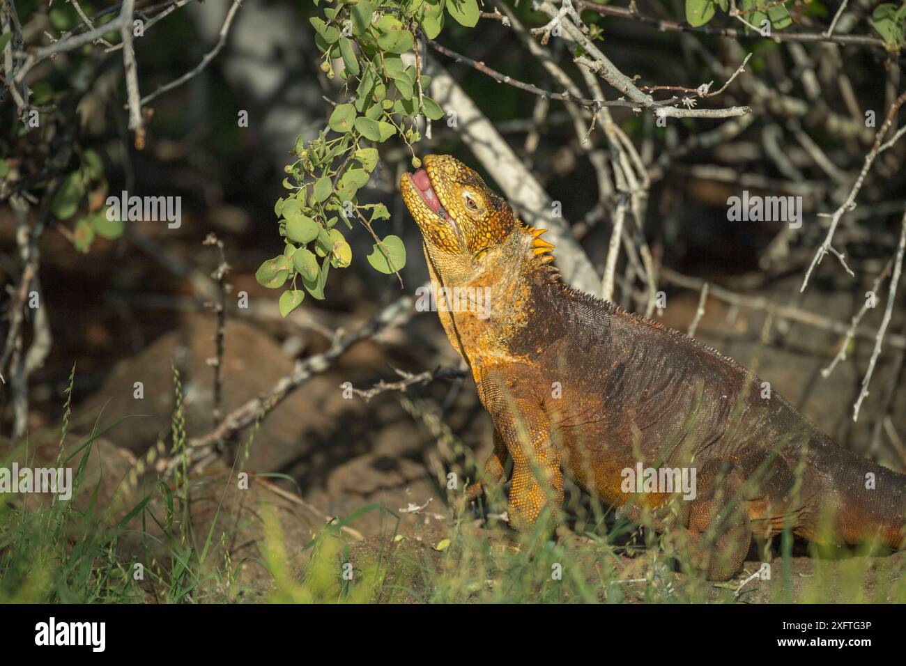 Galapagos Landleguan (Colonophhus subcristatus), die sich von Beeren ernähren, Cape Douglas, Fernandina Island, Galapagos Stockfoto