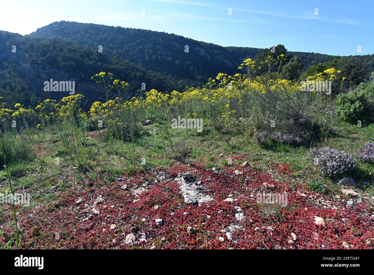 Bulbous Red Sukkulent Leaves of White Stonecrop, Sedum Album & Common Ragwort, Jacobaea vulgaris syn. Senecio jacobaea in Maquis S. Frankreich Stockfoto