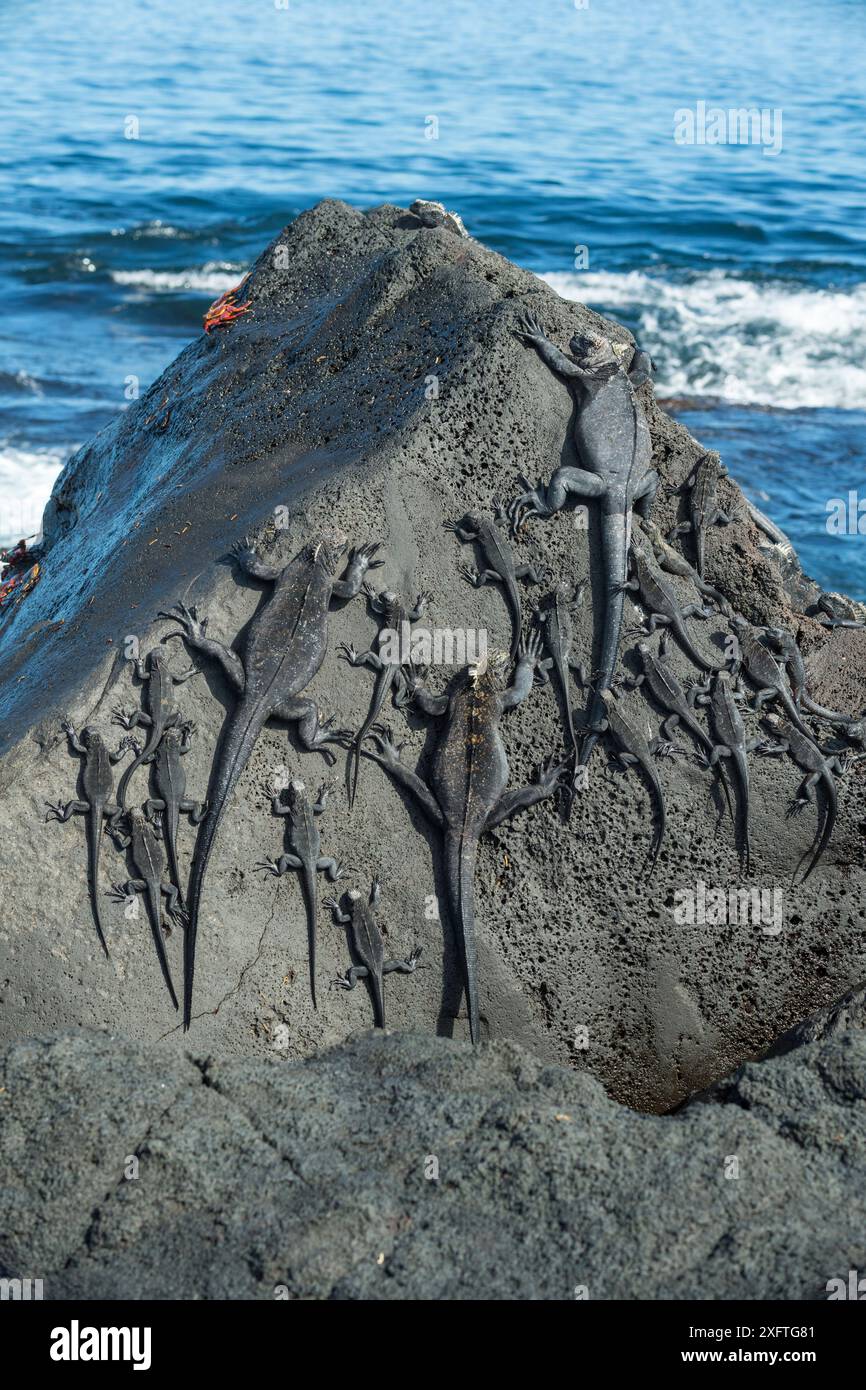 Meeresleguane (Amblyrhynchus cristatus) auf Felsen, Cape Douglas, Fernandina Island, Galapagos Stockfoto