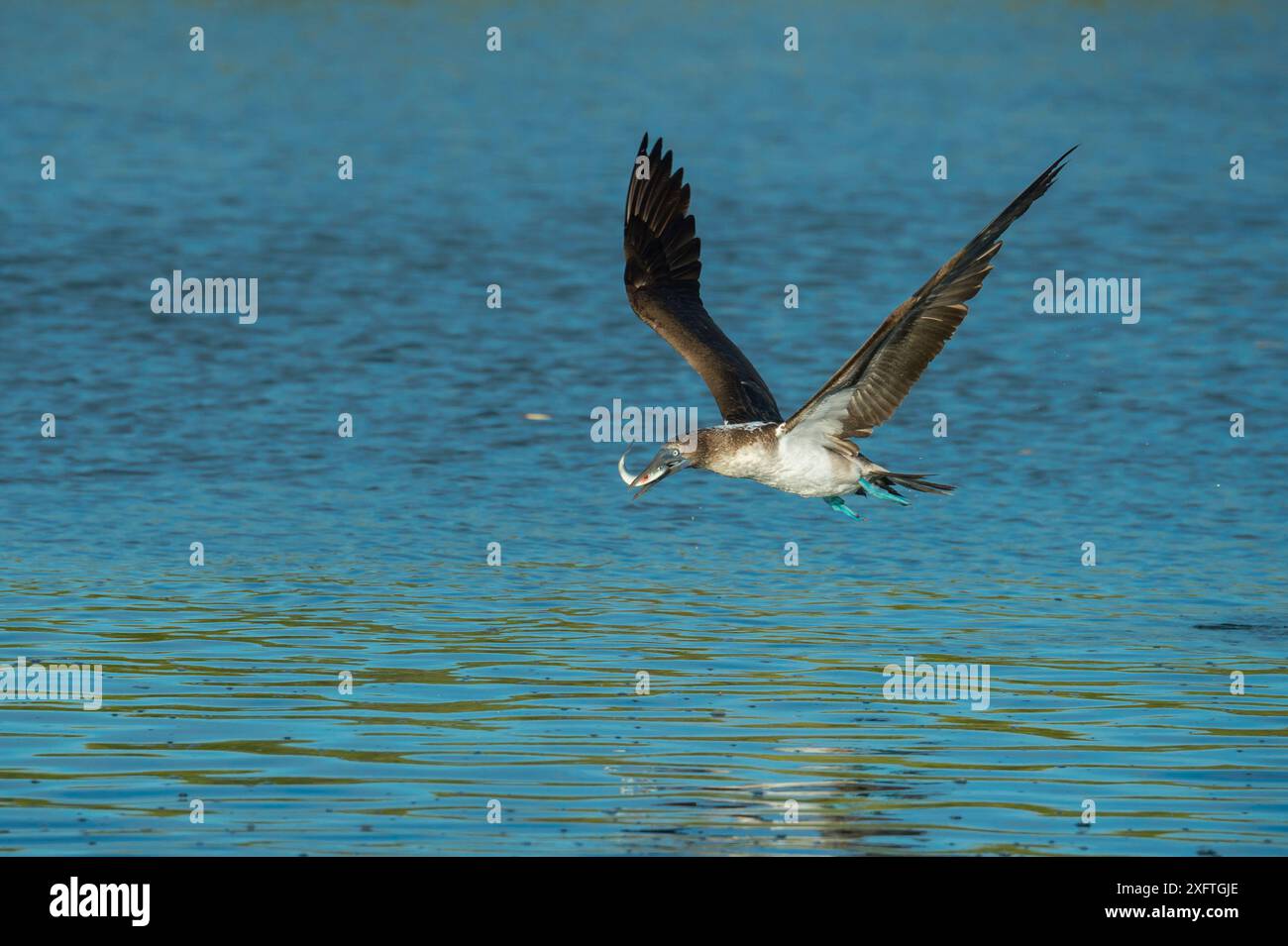 Blaufüßiger Booby (Sula nebouxii), der mit Fischen im Schnabel fliegt. Turtle Cove, Santa Cruz Island, Galapagos. Stockfoto