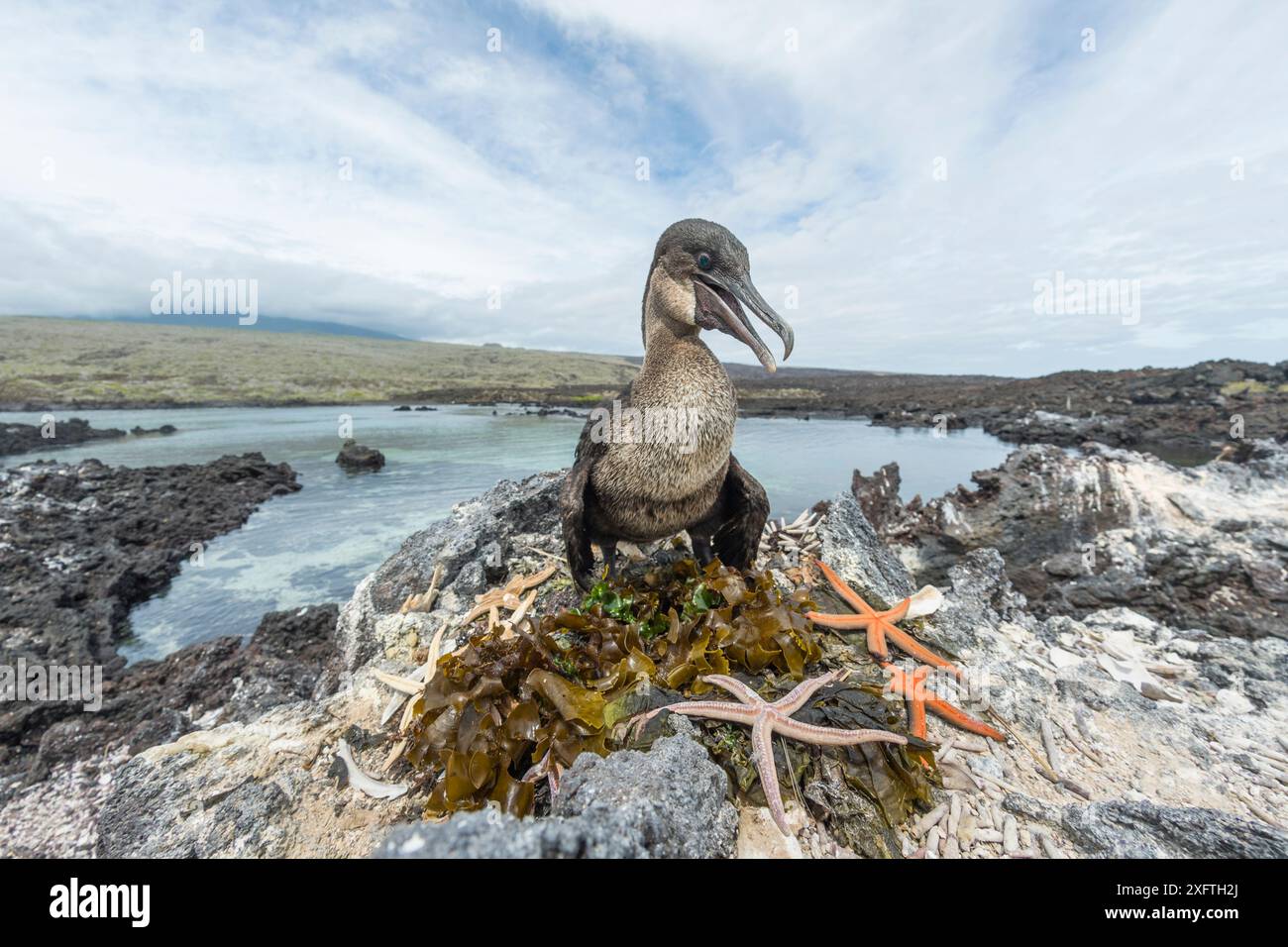 Flugloser Kormoran (Phalacrocorax harrisi) am Nest. Seesterne (Asteroidea) Nuptialgeschenke um das Nest herum. Punta Albemarle, Isabela Island, Galapagos. Juni 2017. Stockfoto