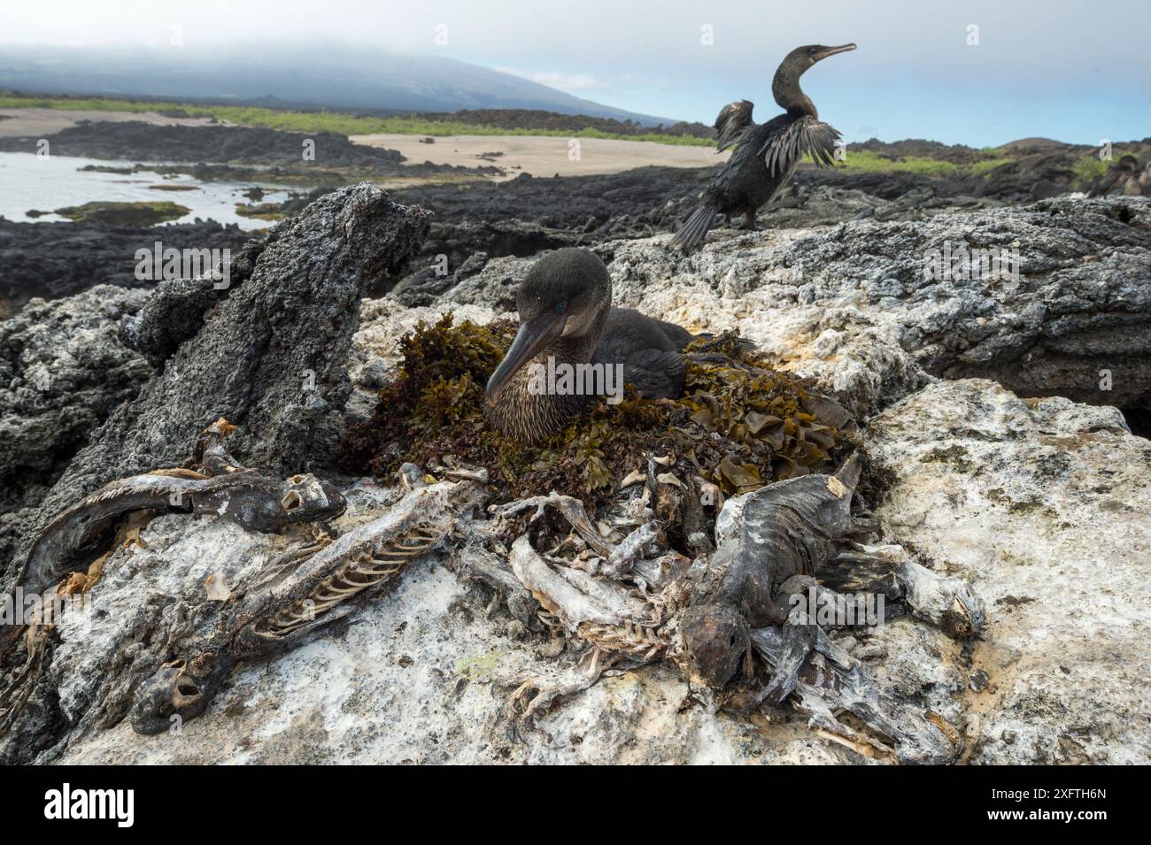 Flugunfähiger Kormoran (Phalacrocorax harrisi) auf Nest mit weiteren trocknenden Flügeln im Hintergrund. Galapagos Meerleguane (Amblyrhynchus cristatus) Schlachtkörper, ein Ergebnis von Hunger verursacht durch El Nino, umgebendes Nest. Cape Douglas, Fernandina Island, Galapagos. Mai 2016. Stockfoto