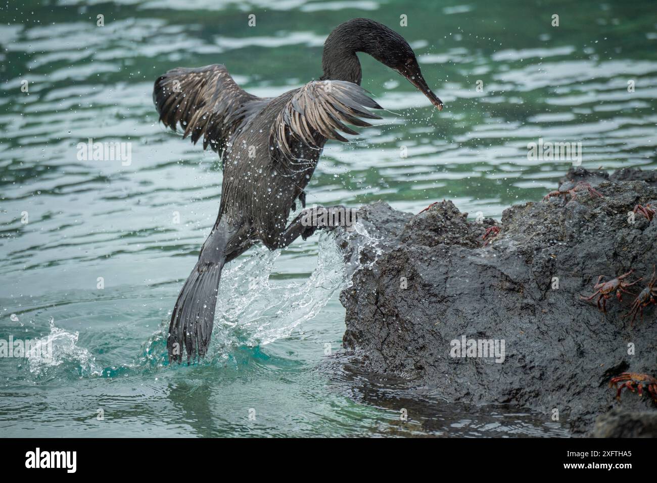 Flugunfähiger Kormoran (Phalacrocorax harrisi), der an Land zwischen Krabben kommt. Clearwater Bay, Isabela Island, Galapagos. Sequenz 2 von 3. Stockfoto