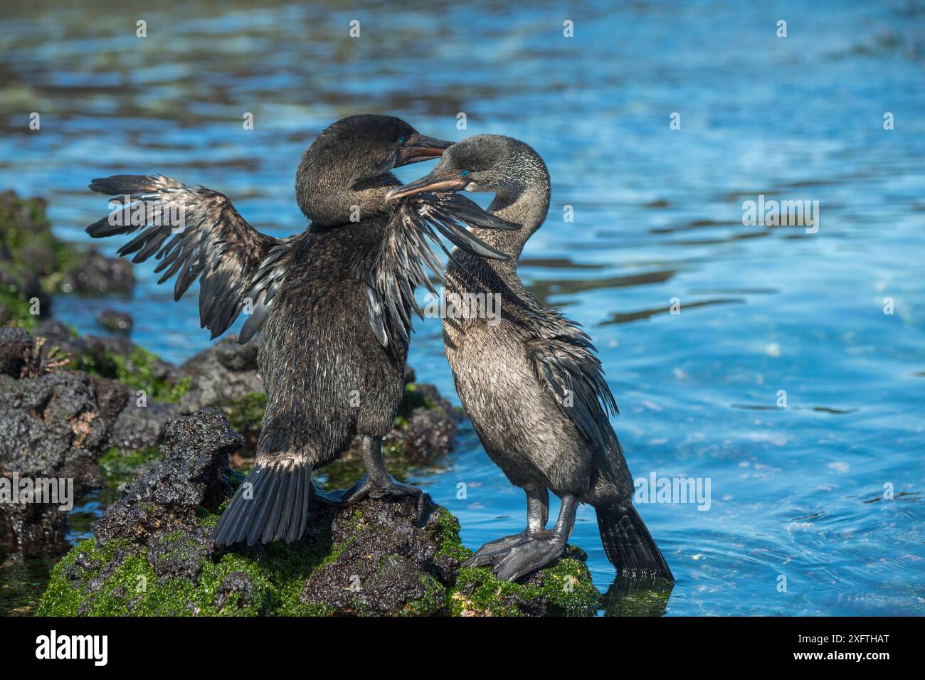 Flugunfähiger Kormoran (Phalacrocorax harrisi) paarweise am Wasser's Rand. Ein knabbernder Flügel des anderen. Cape Douglas, Fernandina Island, Galapagos. Stockfoto