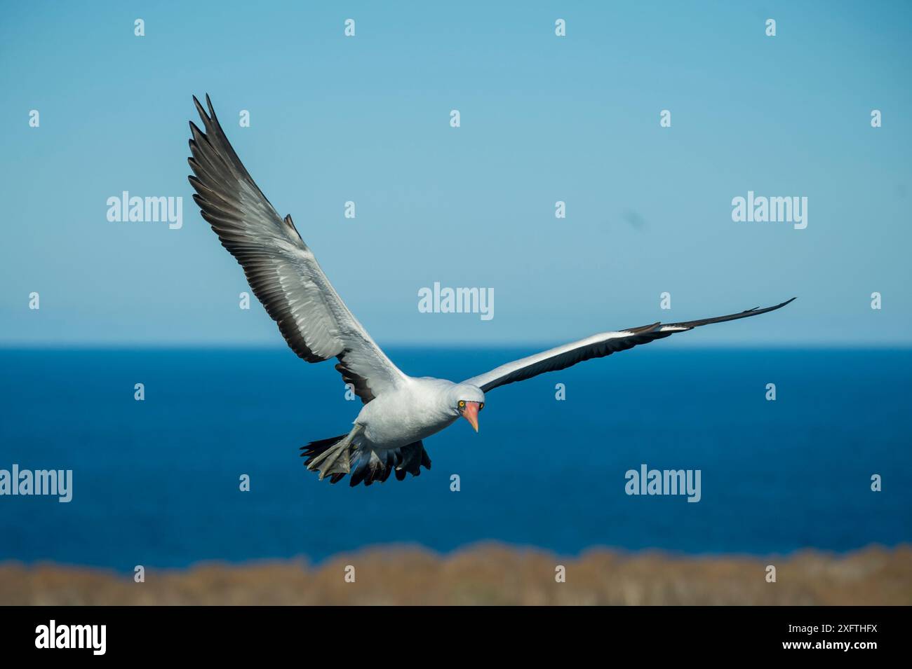 Nazca Booby (Sula granti) im Flug an der Küste. Wolf Island, Galapagos. Stockfoto