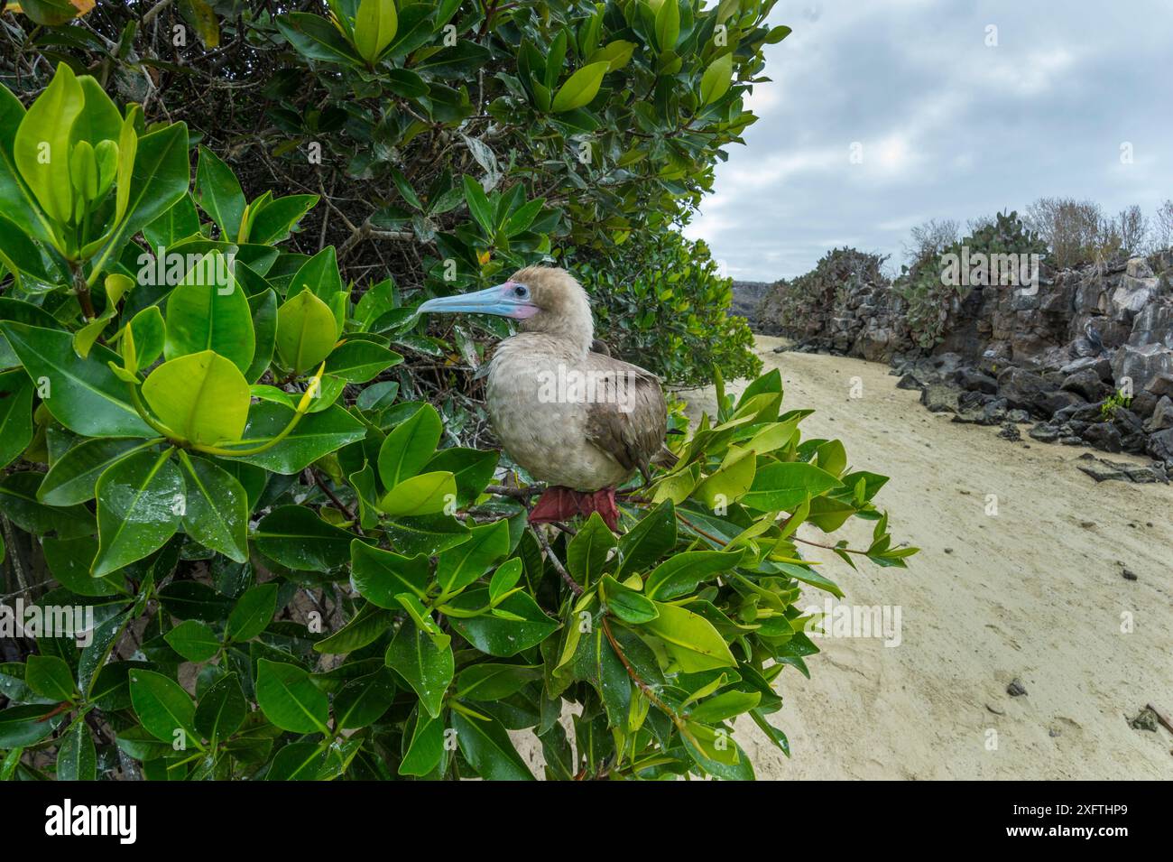 Rotfüßige Booby (Sula sula) auf einem Baum. Insel Genovesa, Galapagos. Stockfoto