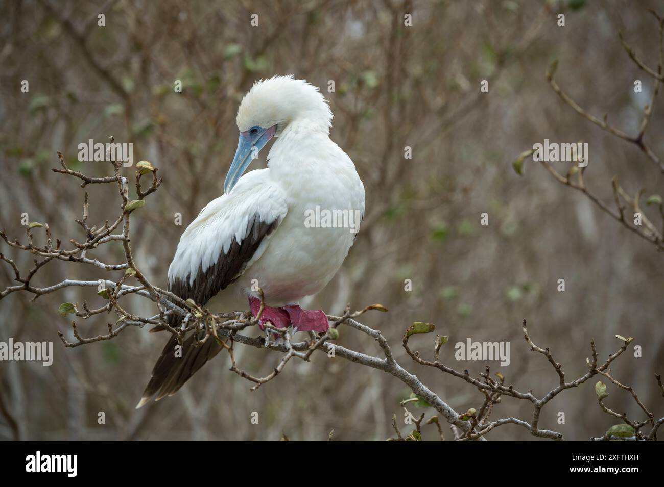 Rotfüßler (Sula sula), der im Baum sitzt. Wolf (Wenman) Island, Galapagos. Stockfoto