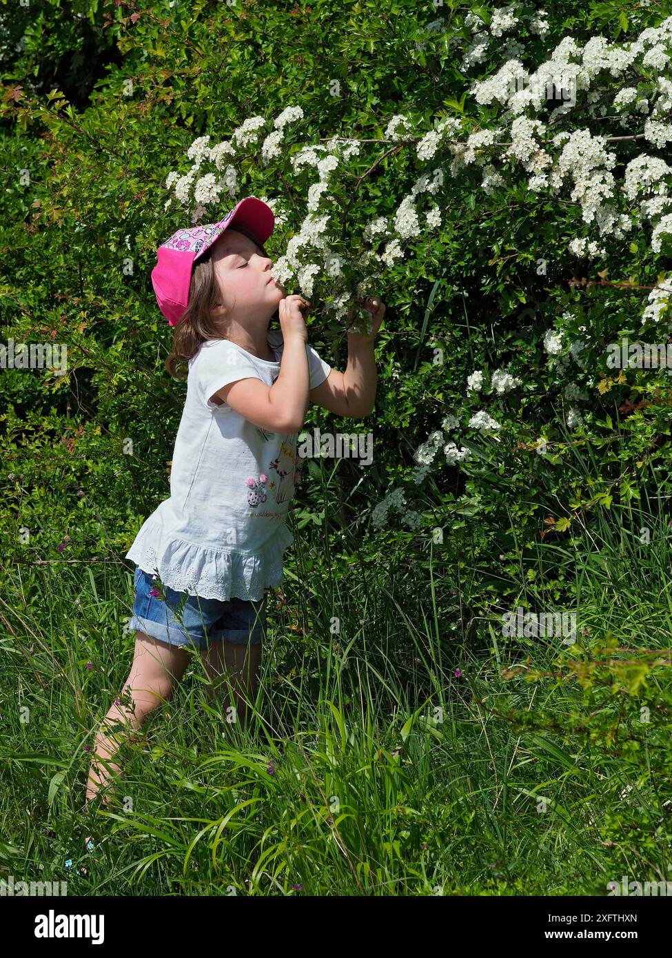 Girl Rising Hawthorn (Crataegus monogyna) Blüte Hertfordshire, England, Großbritannien, Mai Stockfoto