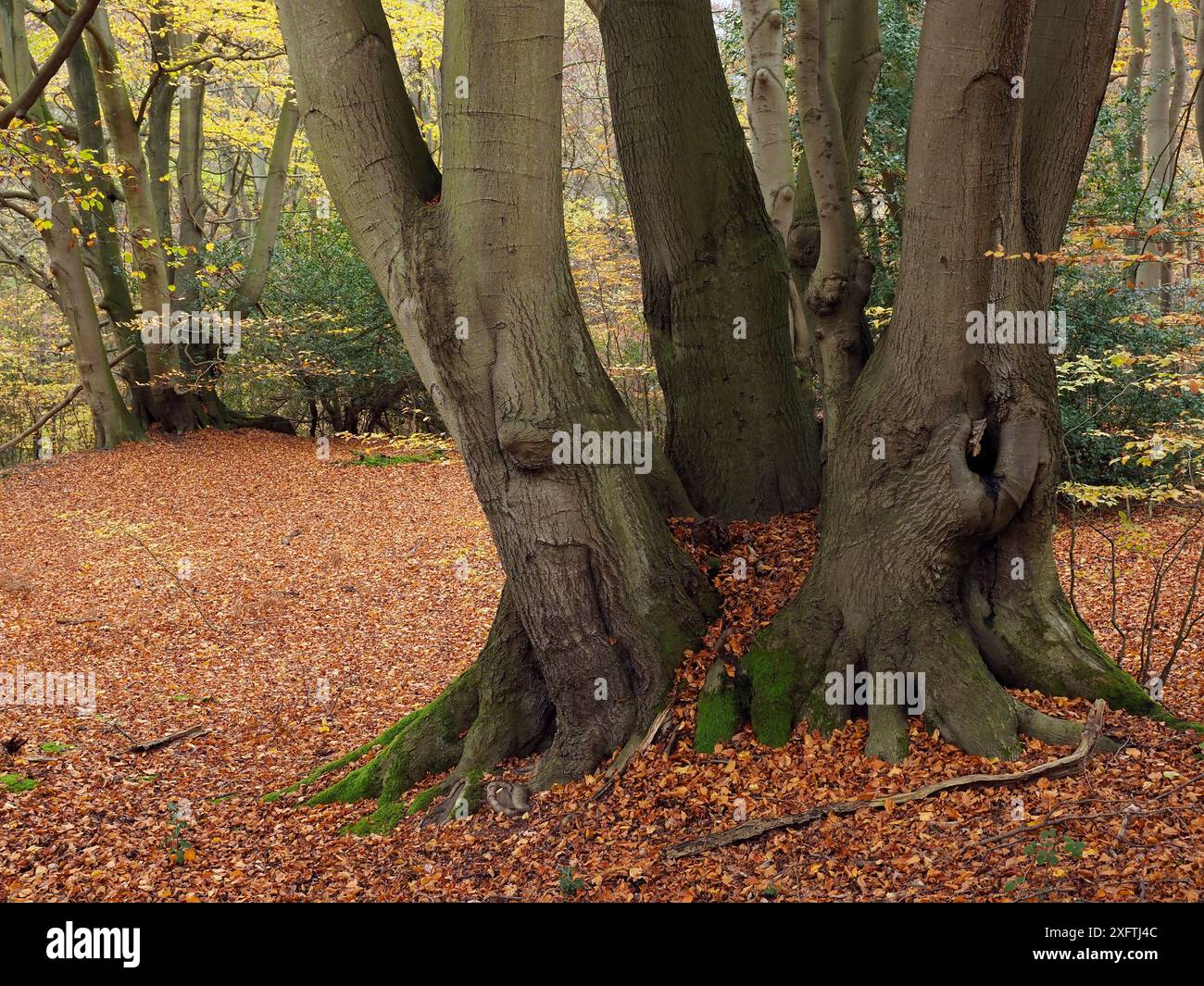 Buche (Fagus sylvatica) alte Baumhocker, seit mehreren Generationen ungeschnitten, Essex, England, Großbritannien, November Stockfoto