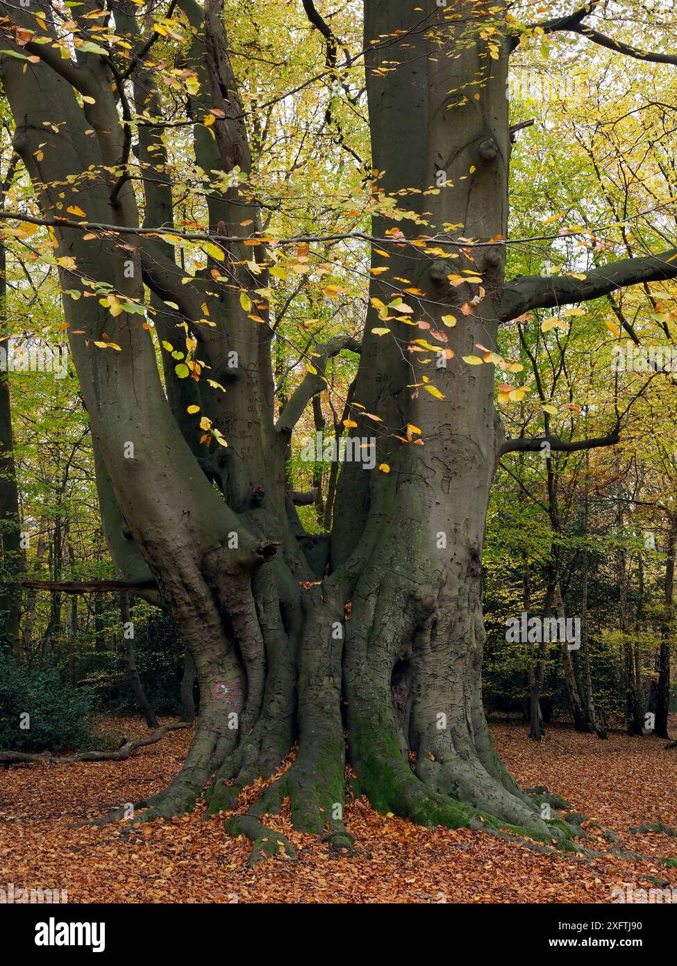 Buche (Fagus sylvatica) alter Coppard - alter Baumhocker, der dann bestäubt wurde und seitdem seit mehreren Generationen nicht geschnitten wurde, Essex, England, Großbritannien, November Stockfoto
