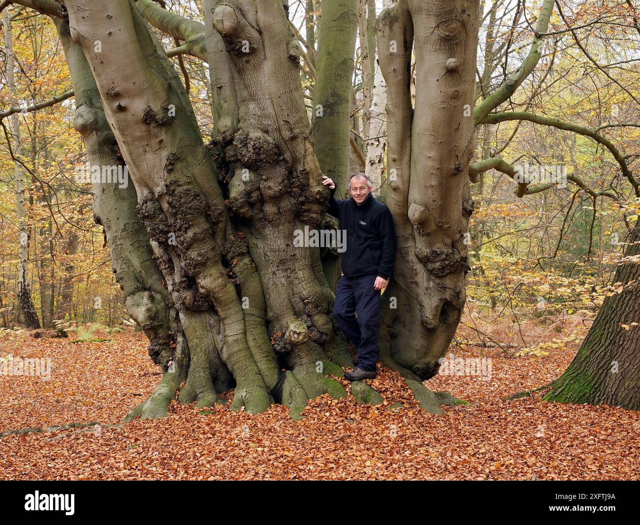 Buche Baum (Fagus sylvatica) alte Baumhocker ungeschnitten für mehrere Generationen Selbstporträt zu zeigen Maßstab, Essex, England, Großbritannien, November Stockfoto